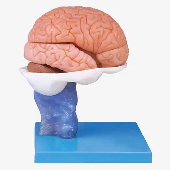 Анатомическая модель мозга человека