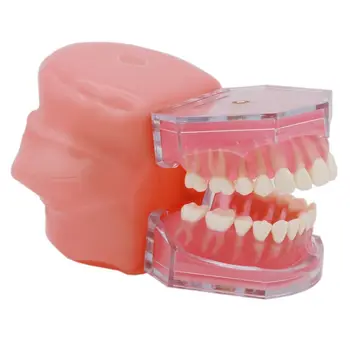Модель зубов Typodont с имитацией щеки и съемных зубов, демонстрационная демонстрация